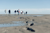 Postoari Terschelling