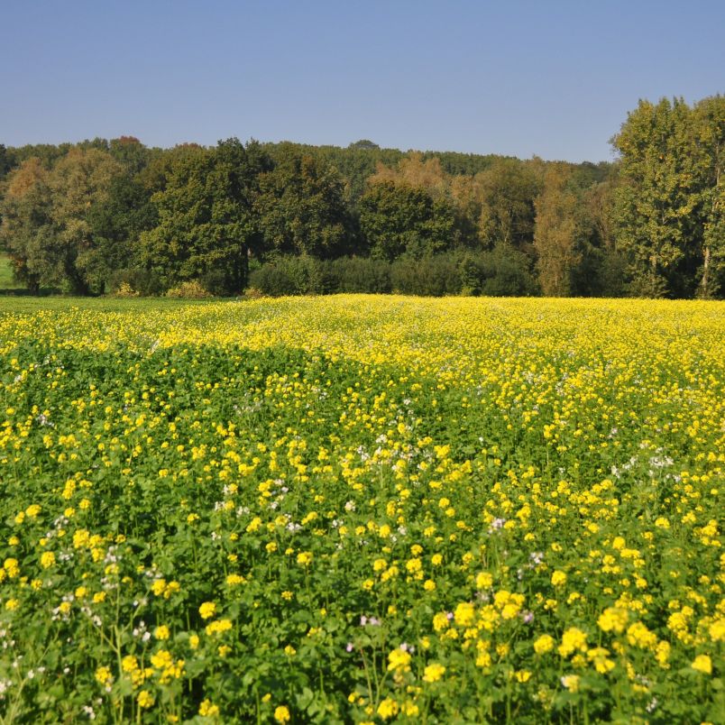 ardennen-vlaams.jpg