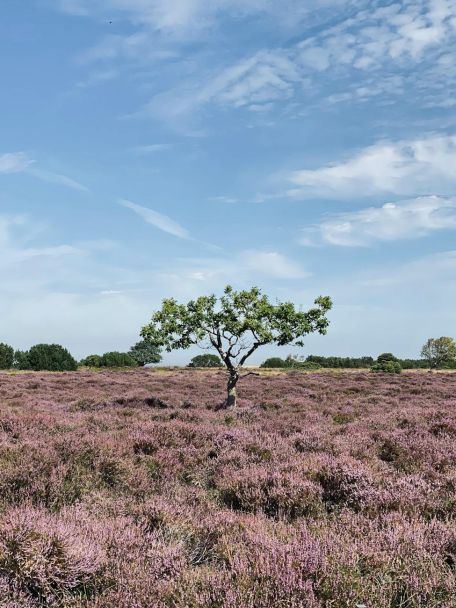 Veluwe, The Netherlands