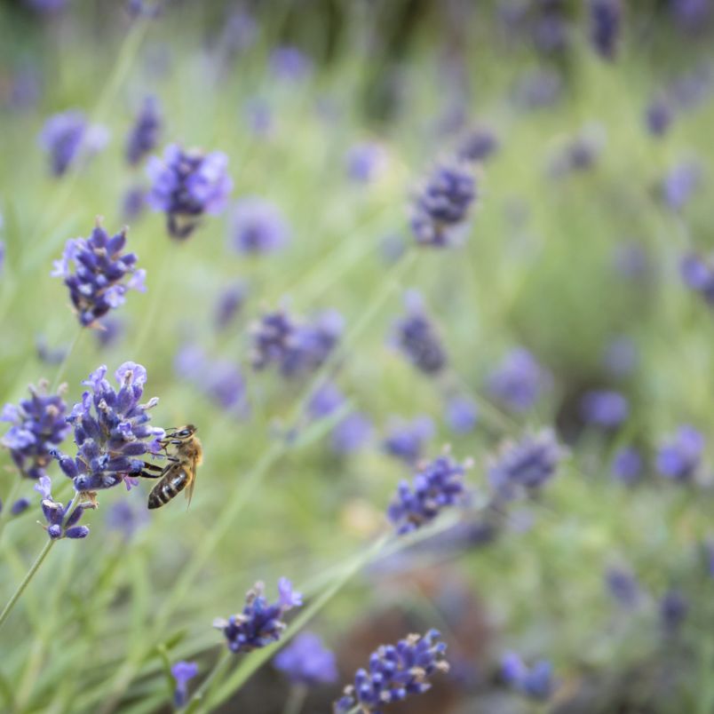 lavendel.jpg