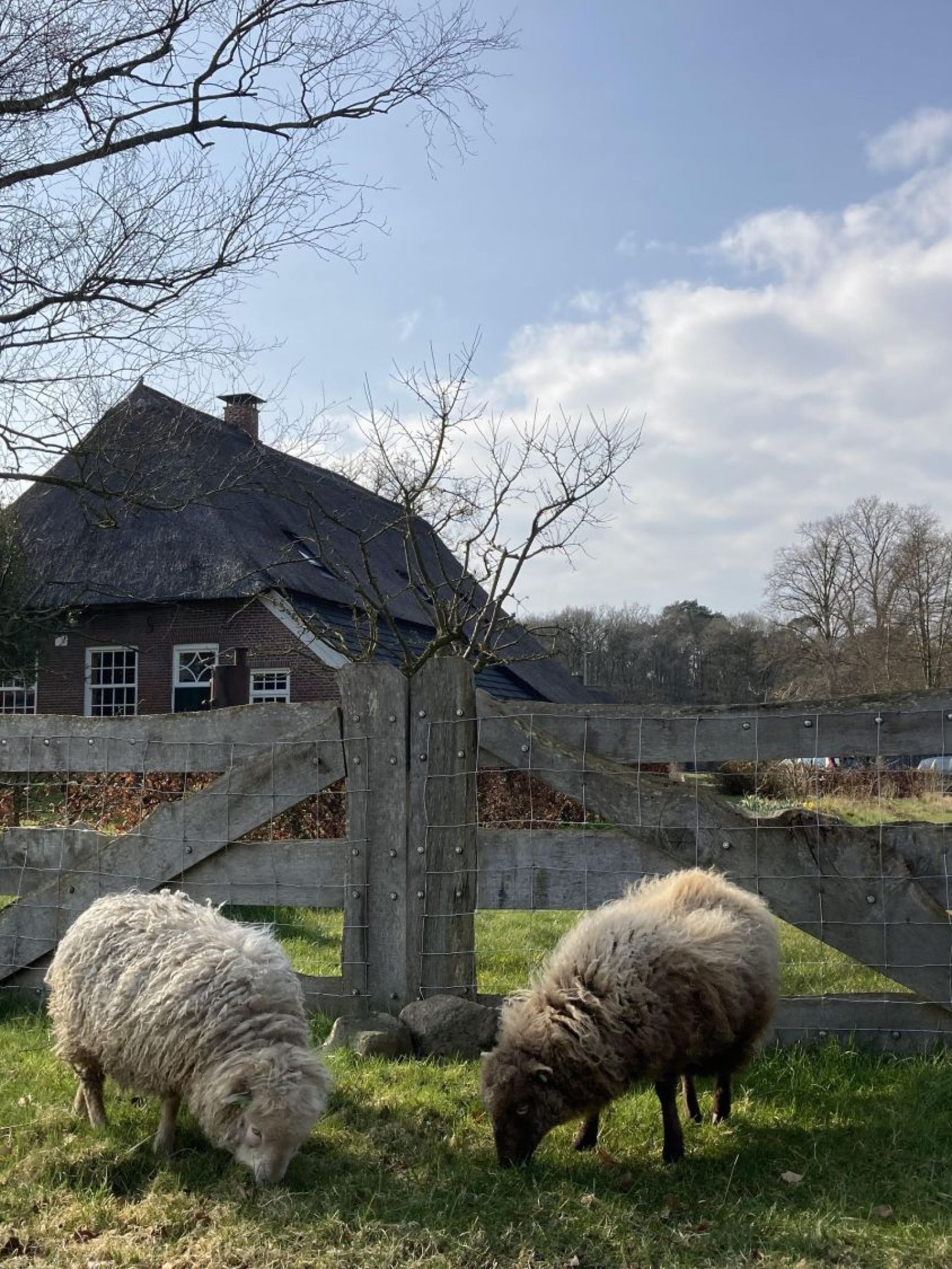 Lentelammetjes