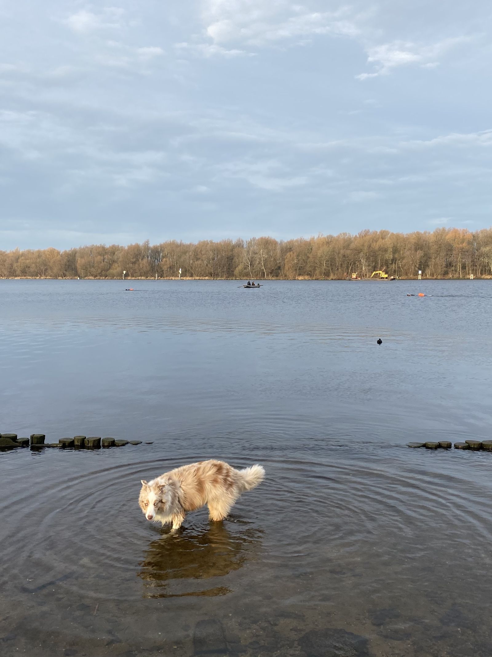 De moeder en haar hond