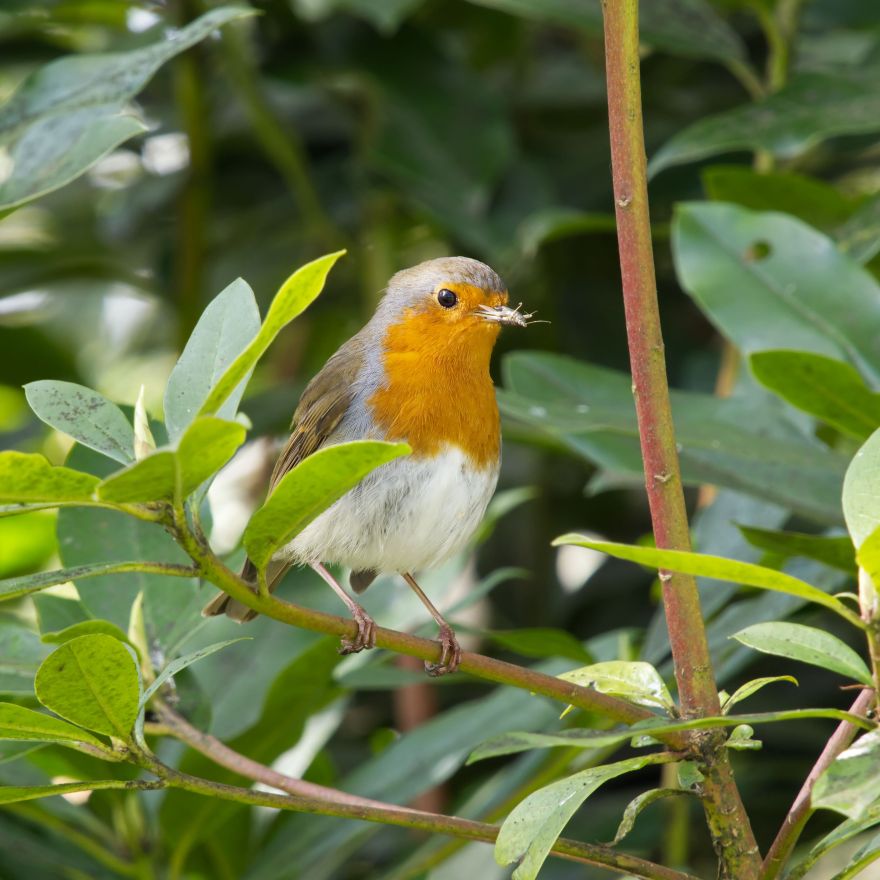 Voer voor vogelaars