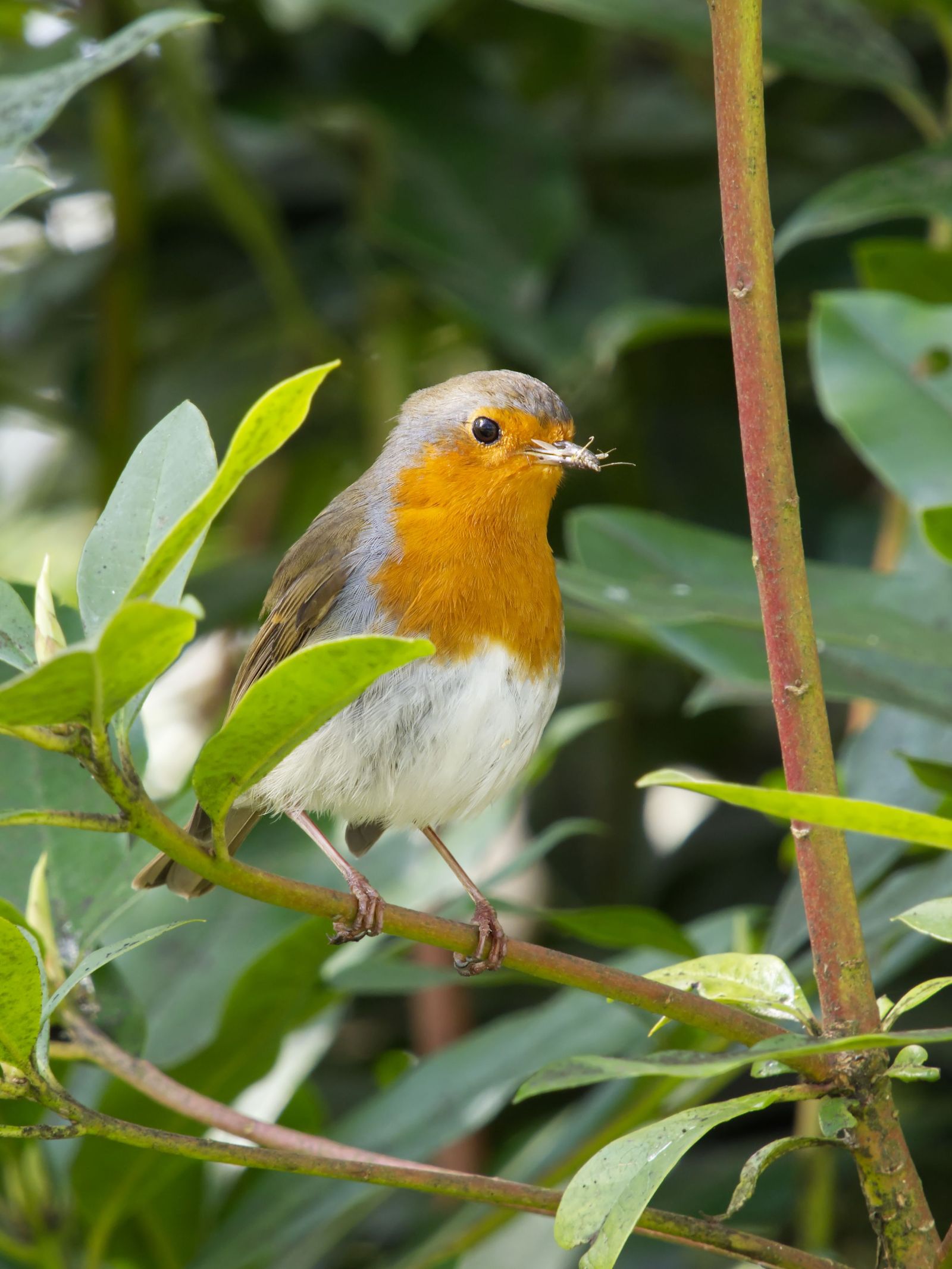 Voer voor vogelaars