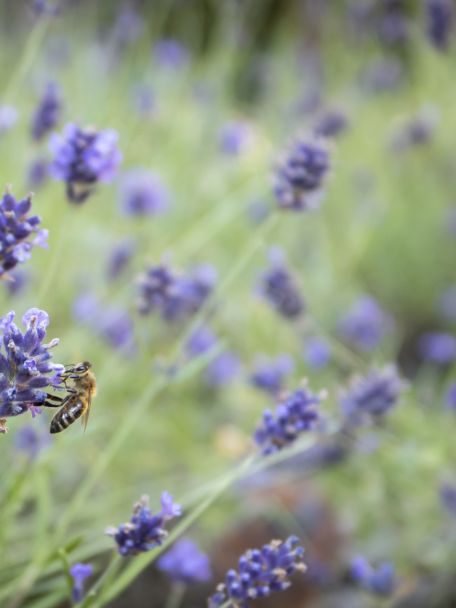 In juni–juli staan de lavendelvelden rond Bonnieux in bloei en kleurt het landschap net zo adembenemend als het geurt!