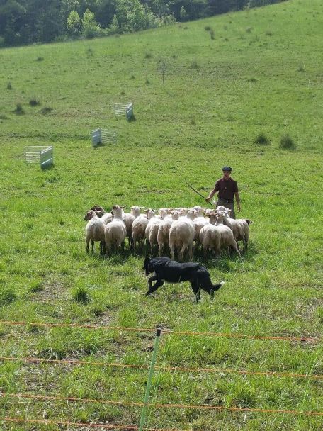 De Transhumance, wanneer de schapen vertrekken naar het Parc Naturel Régional du Vercors, duurt twee dagen en is een belevenis.