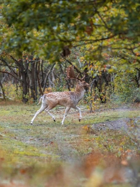 In natuurgebied de Vroongronden, waar je damherten, Schotse hooglanders en allerlei vogels kunt spotten, krijg je het gevoel dat Zeeland nog lekker wild is.