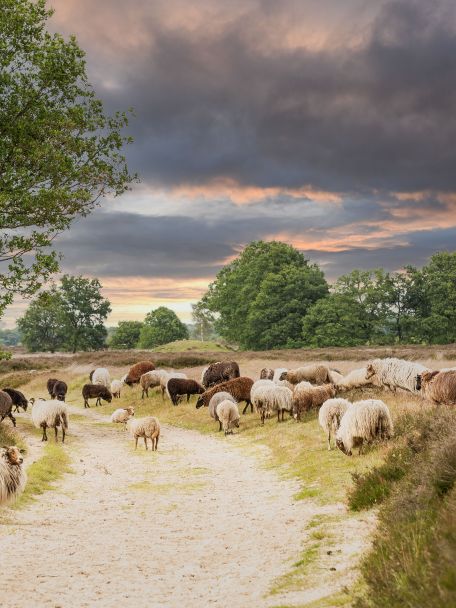 De Borkeld is the nature reserve to visit in this area: rolling heathland, juniper bushes, sandy paths and a flock of sheep.