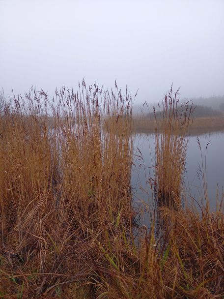 The Zwanenwater, which is primarily a major attraction centred around the two natural dune lakes, is one of the most remarkable dune areas in the Netherlands.