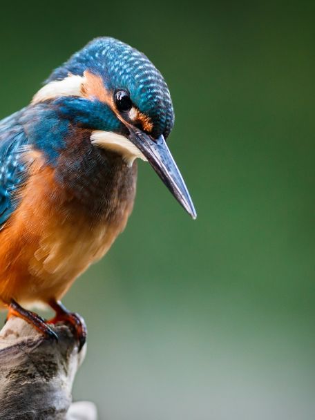 Buiten het dorp wacht het voormalige Wijtvliet waar tal van vogels te spotten zijn.