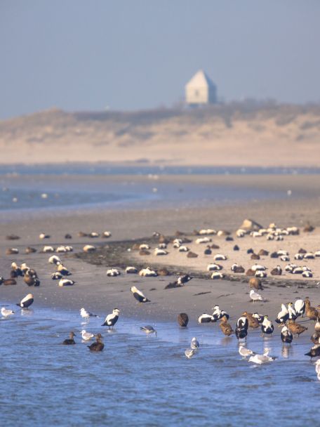 Vrouwenpolder is bekend om zijn super brede en ruim 5 km lange stranden.