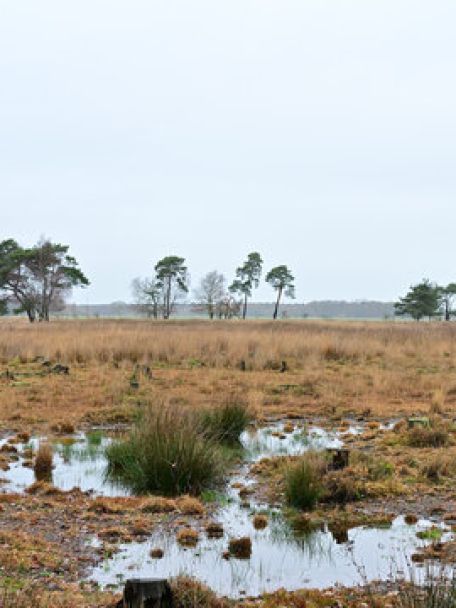 In het Turnhouts Vennengebied tref je uitgestrekte paarse heidevelden in de nazomer, de zeldzame kamsalamander en planten als drijvende waterweegbree.