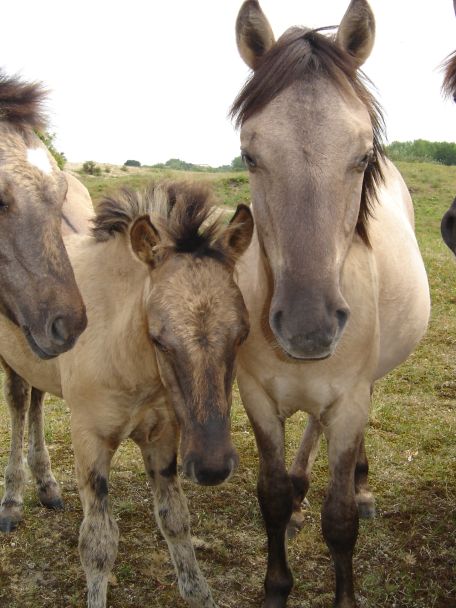 Konikpaarden en schapen helpen het landschap van de Tielenheide – een van de mooiste verborgen plekjes rond Turnhout – open te houden.