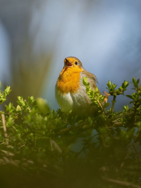 Winkelsbroek is een walhalla voor vogelaars. In dit natuurgebied draait het vooral om moeras, beekvallei, rietkragen en natte natuur.