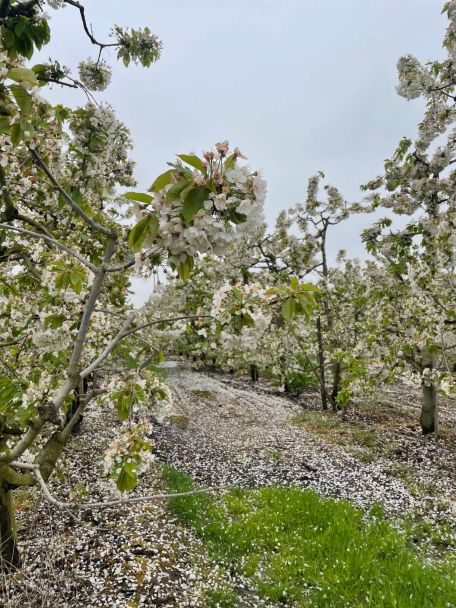 Haspengouw heet ook wel het Toscanië van België. In het voorjaar is de streek fameus vanwege de prachtige fruitbloesems.