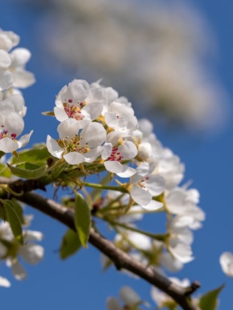 Haspengouw heet ook wel het Toscane van België. In het voorjaar is de streek fameus vanwege de prachtige fruitbloesems.