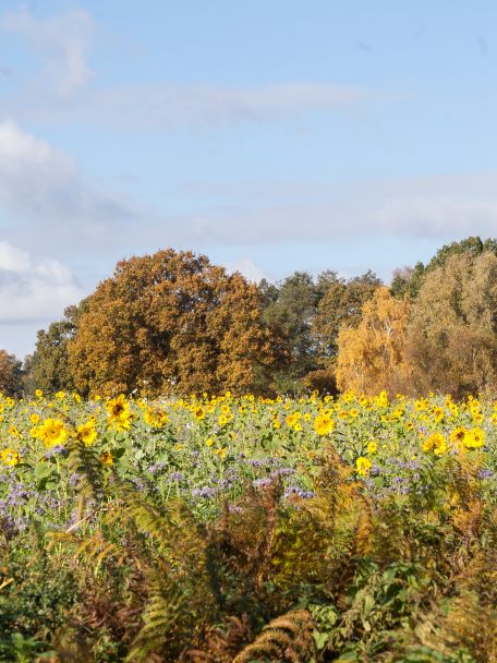Deze omgeving staat bekend om zijn karakteristieke coulisselandschap met weilanden, houtwallen, bossen en slingerende weggetjes.