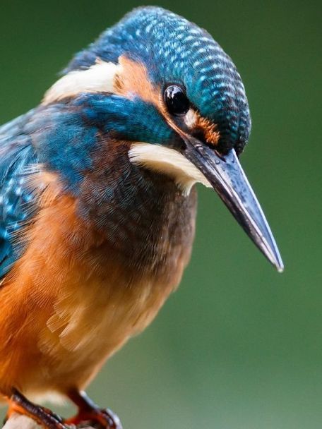 On a walk along the lovely River Dinkel, you might just spot a kingfisher.