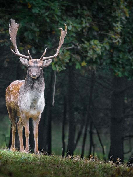 De Amsterdamse Waterleidingduinen? Een uitgestrekt duingebied waar natuur en waterwinning samenkomen. Met duinen, bossen, waterpartijen en damherten.