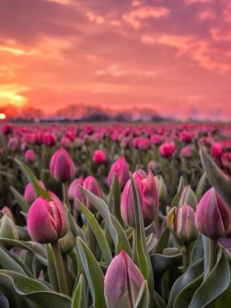 The surroundings are typically North Holland: a beautiful mix of winding ring dikes, vast polders and forests and - in spring - the tulip fields.
