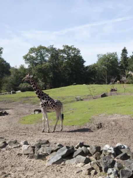 Wildlands Adventure Zoo Emmen is divided into three themed areas: the jungle, the savannah/desert and the polar region.