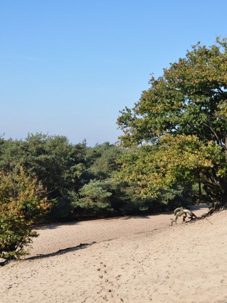 In de Antwerpse Kempen wisselen uitgestrekte dennenbossen, geurige heidevelden, zandwegen en historische dorpskernen elkaar af.