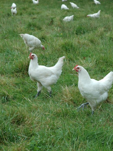 When you say ‘Bresse’, you mean ‘Bresse chicken’. So if there’s anywhere you can eat good chicken, it’s definitely here.