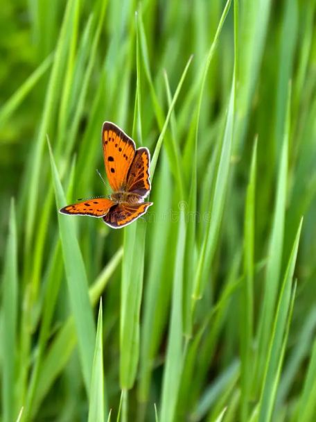 De zeldzame kalkhellingen en het unieke microklimaat van de Sint-Pietersberg maken dit tot een vlinder-, oehoe-, vleermuis- en plantenparadijs.