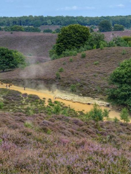 Nationaal Park Dwingelderveld is het grootste natte heidegebied van West-Europa en ideaal om vogels en Schotse hooglanders te spotten.