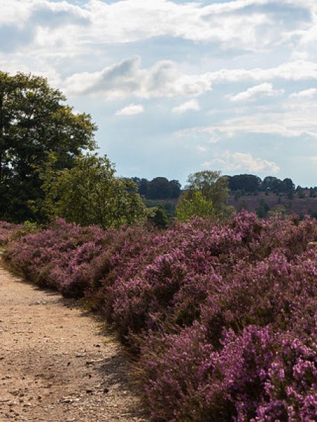 De Sallandse Heuvelrug doet bijna on-Nederlands aan: geen vlakke polders en drukke snelwegen, maar glooiende heuvels, uitgestrekte heidevelden en stille bossen.