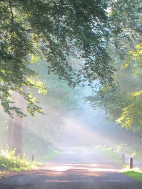Fietsen is een feestje omdat je zowel de bossen en heuvels van de Utrechtse Heuvelrug als de open Gelderse Vallei met dijken en weilanden aandoet.