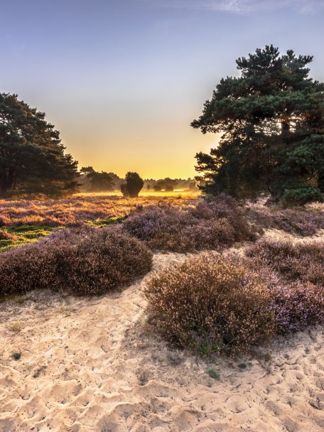 Dwingelderveld National Park is the largest contiguous area of wet heathland in Western Europe. The condition of the heathland is monitored by two flocks of sheep and their shepherd.