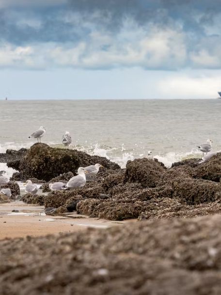 Knokke is de meest mondaine badplaats en ook een walhalla voor wie van shoppen houdt.