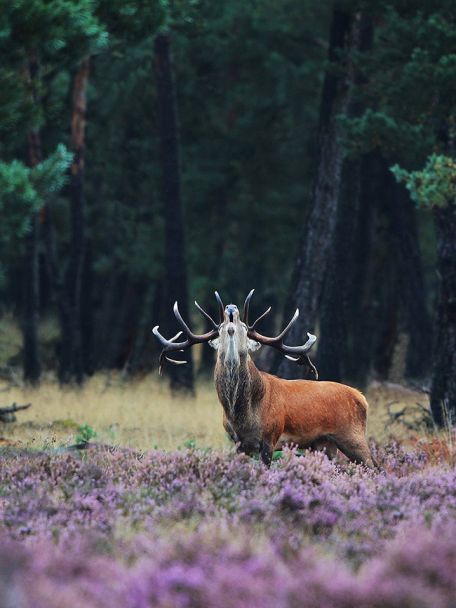 The edge of the Veluwe forest, with its sand drifts, heathland and woods, is within walking distance.