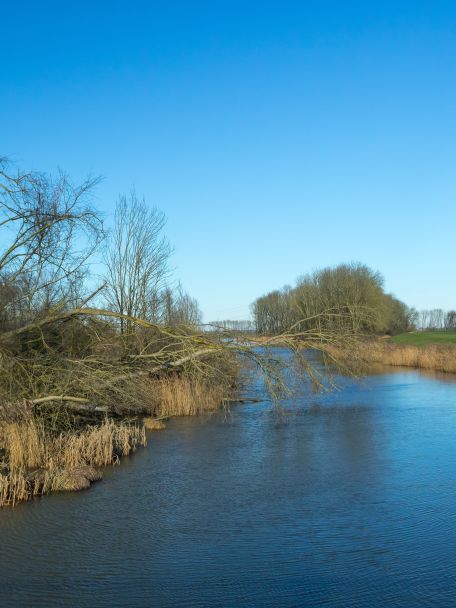 De Biesbosch is als zoetwatergetijdengebied uniek in Europa. De kreken, wilgenbossen en rietvelden en de bevers en vele watervogels doe je per boot aan.