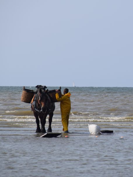 De Garnaalvissers te paard in Oostduinkerke – wat letterlijk betekent dat de vissers te paard de zee ingaan – zijn absoluut uniek en ook UNESCO-erfgoed.
