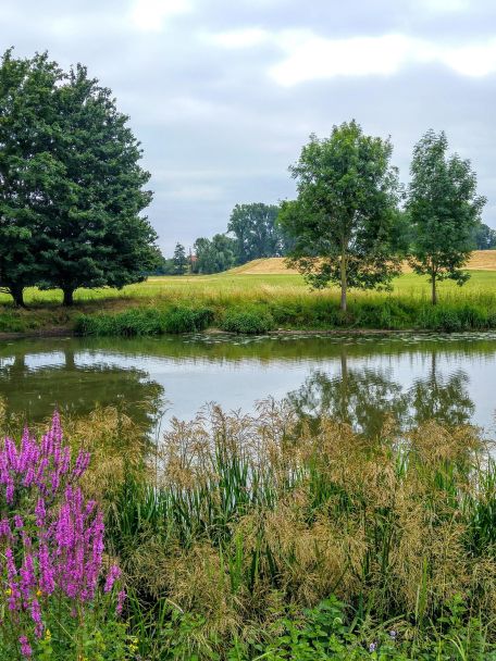 Natuurgebied Buurserzand bestaat uit heide, bos en zandverstuivingen en mag vooral in augustus niet worden overgeslagen bij een bezoek aan de Watermölle