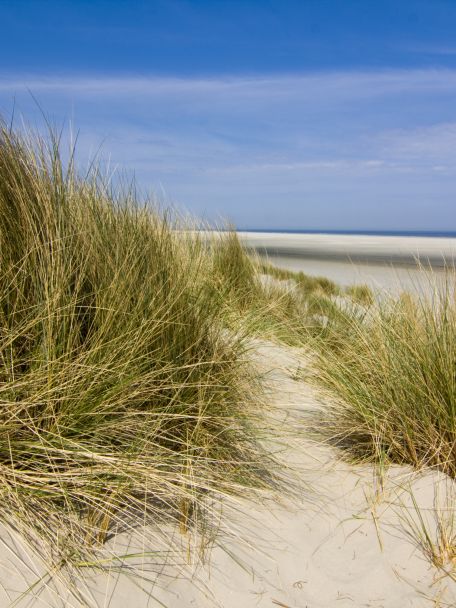 De Amsterdamse Waterleidingduinen is een uitgestrekt duingebied waar natuur en waterwinning samenkomen. Met duinen, bossen, waterpartijen en damherten.