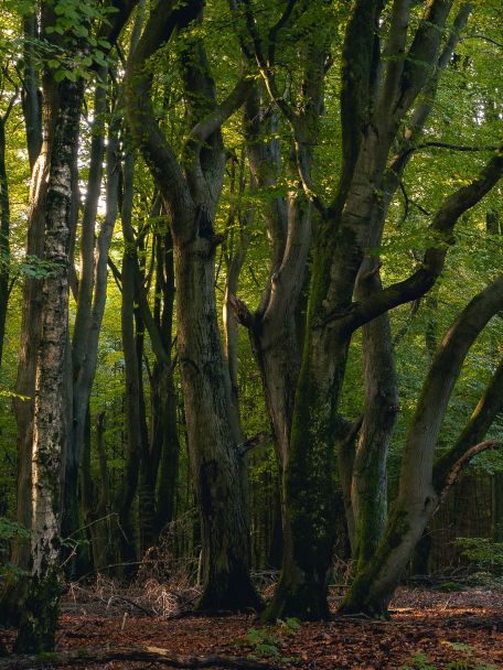Norgerholt is één van de oudste bossen van Nederland en maar liefst 25 ha groot.