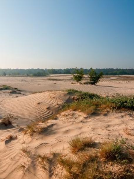 The Loonse and Drunense Dunes are characterised by sandy plains, woods and heathland.