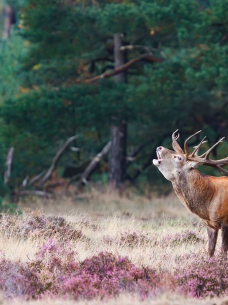 Je bent hier ook aan de rand van De Veluwe met zijn uitgestrekte bossen, paarse heidevelden,  bijna woestijnachtige stuifzandvlaktes en wild.