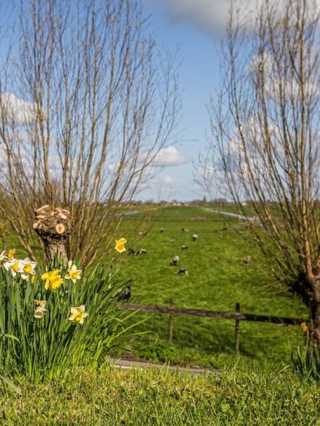 The Green Heart, with its endless meadows, cows, ditches and windmills, and very little traffic, is perfect for cycling – and relaxing!