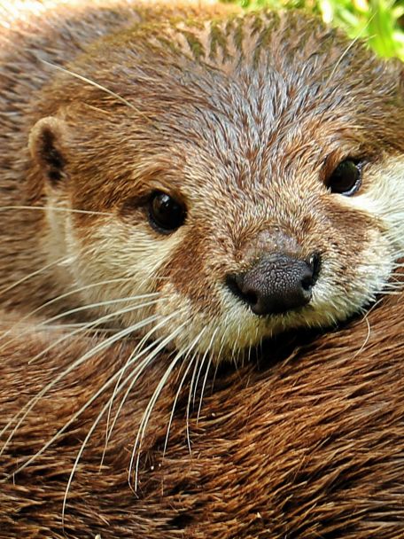 De otter is hét symbool van Nationaal Park de Weerribben-Wieden: het grootste aaneengesloten laagveenmoeras van Noordwest-Europa.