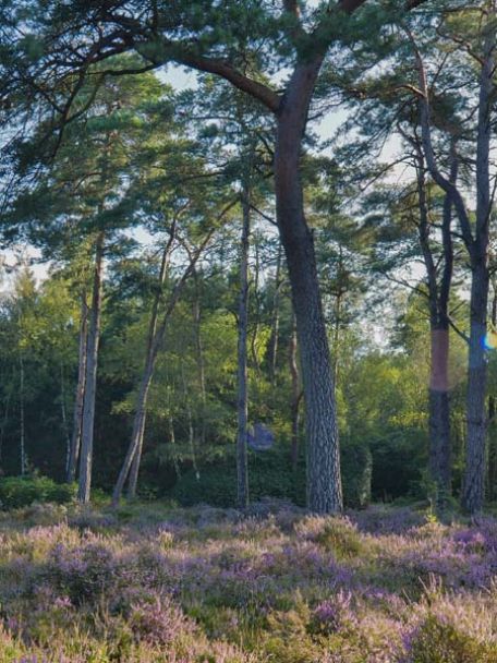 De heidevelden rond Ettelsberg en Hochheide zijn prachtig. Met vergezichten die je niet snel in Duitsland op deze afstand van Nederland verwacht.