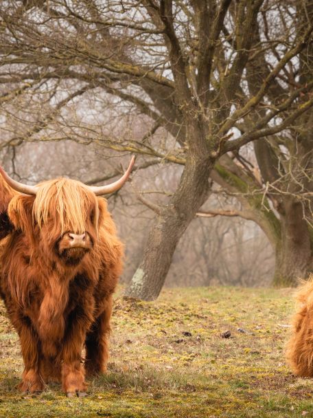 Op het landgoed woont een kudde Schotse Hooglanders.