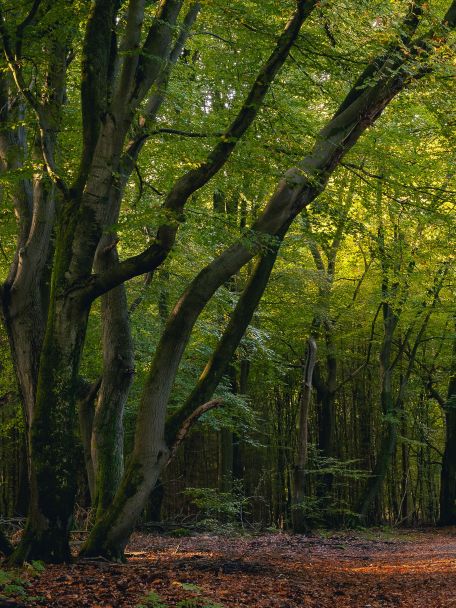 Hertberg (Herselt) is one of the most beautiful forests in the region, with undulating terrain and peaceful walking trails.