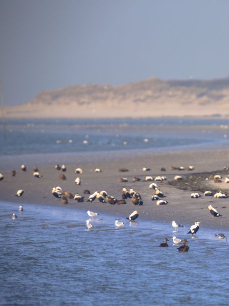 De boulevard rond het Binnenschelde Strand geeft de stad een verrassend vakantiegevoel. Je kunt er wandelen, suppen, zwemmen of een terrasje pakken.