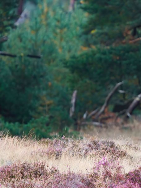 Rond Bergen op Zoom gaat het vlakke polderland over in bossen met hoogteverschillen. Hot spots: de Kraaijenberg, Grenspark Kalmthoutse Heide, en de bossen rond Natuurpodium.