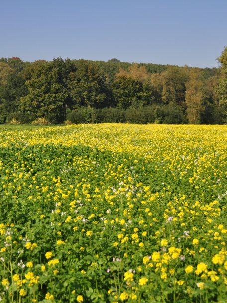 In the Flemish Ardennes, numerous charming villages are interspersed with stunning natural scenery.