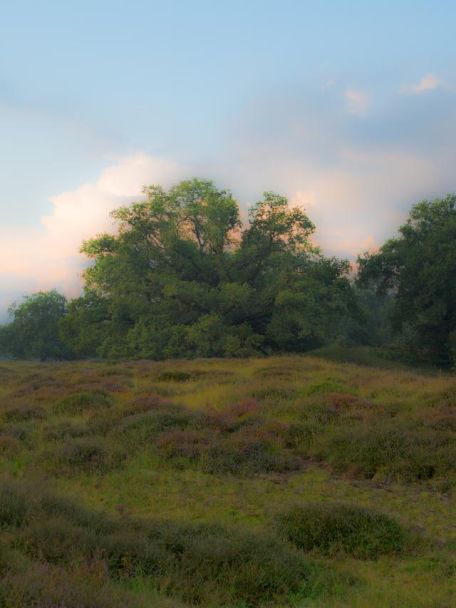 Het natuurgebied Bargerveen beslaat 2.100 hectare en bestaat voornamelijk uit hoogveen.